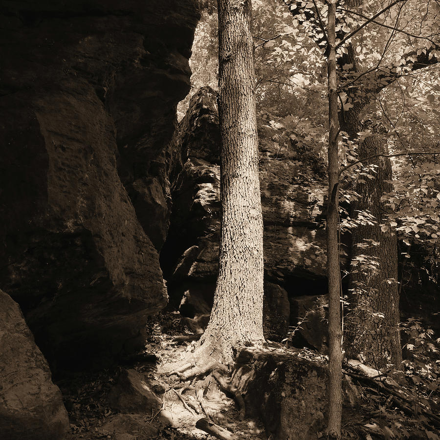 Some Trees On The Rocks Photograph