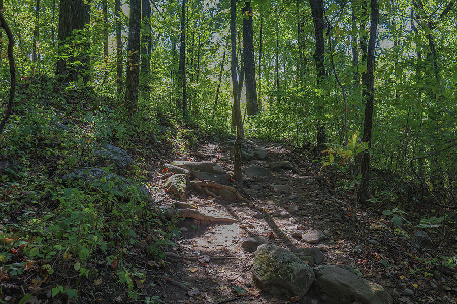 Some Typical Mount Yonah Trail Photograph by Ed Williams
