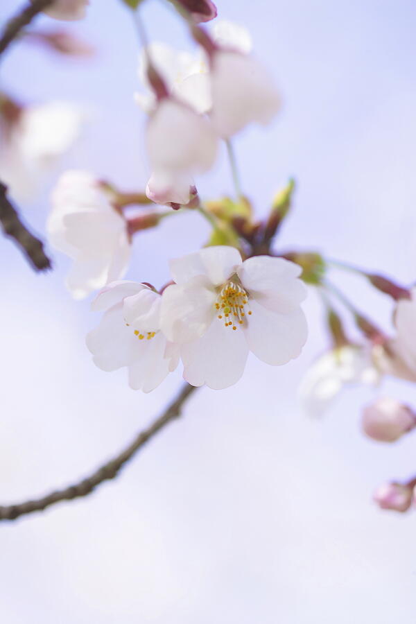 Somei Yoshino, Cherry Blossom Tree Photograph by GYRO PHOTOGRAPHY/amanaimagesRF