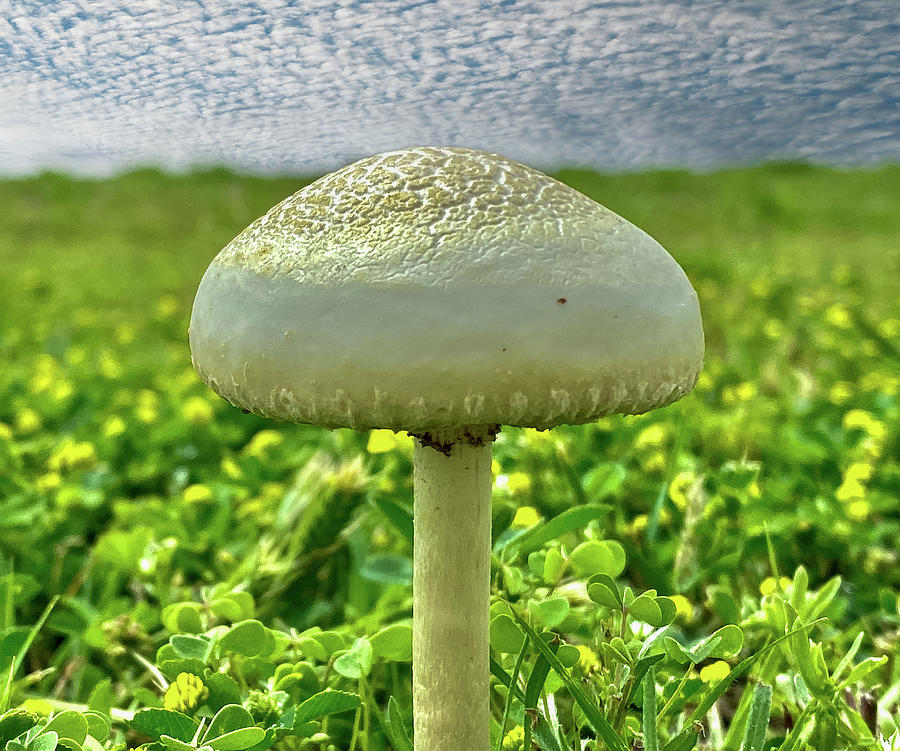 Something About A Mushroom Photograph by Debra Martz