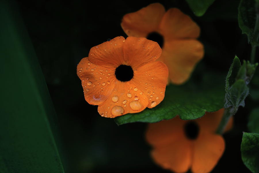 Something Orange In Colors Photograph by Siyano Prach