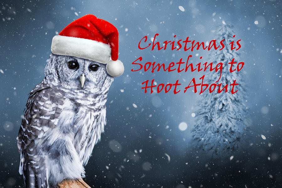 Christmas Photograph - Something to Hoot About by Ed Taylor