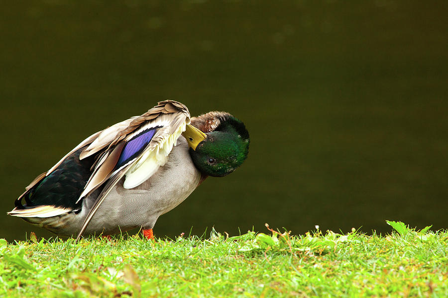 Duck Photograph - Sometimes Its Better To Look At Things From The Another Side by Karol Livote
