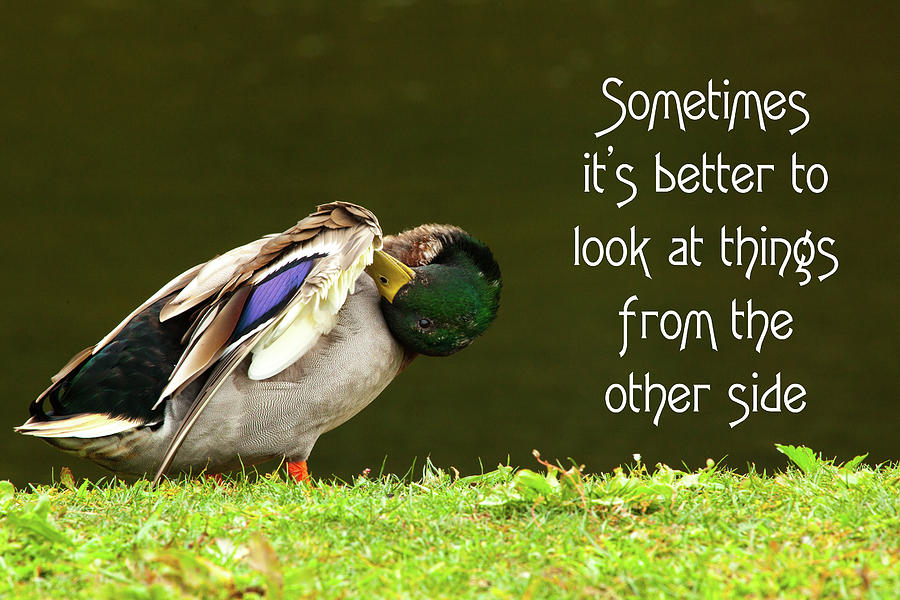 Duck Photograph - Sometimes Its Better to look At Things From The Another Side with text by Karol Livote