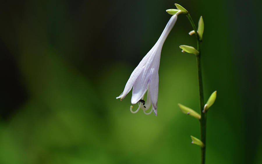 5. Hosta... Photograph by Arun Sarin Pixels