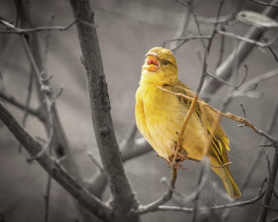 Song of a Wild Canary Photograph by Janis Knight