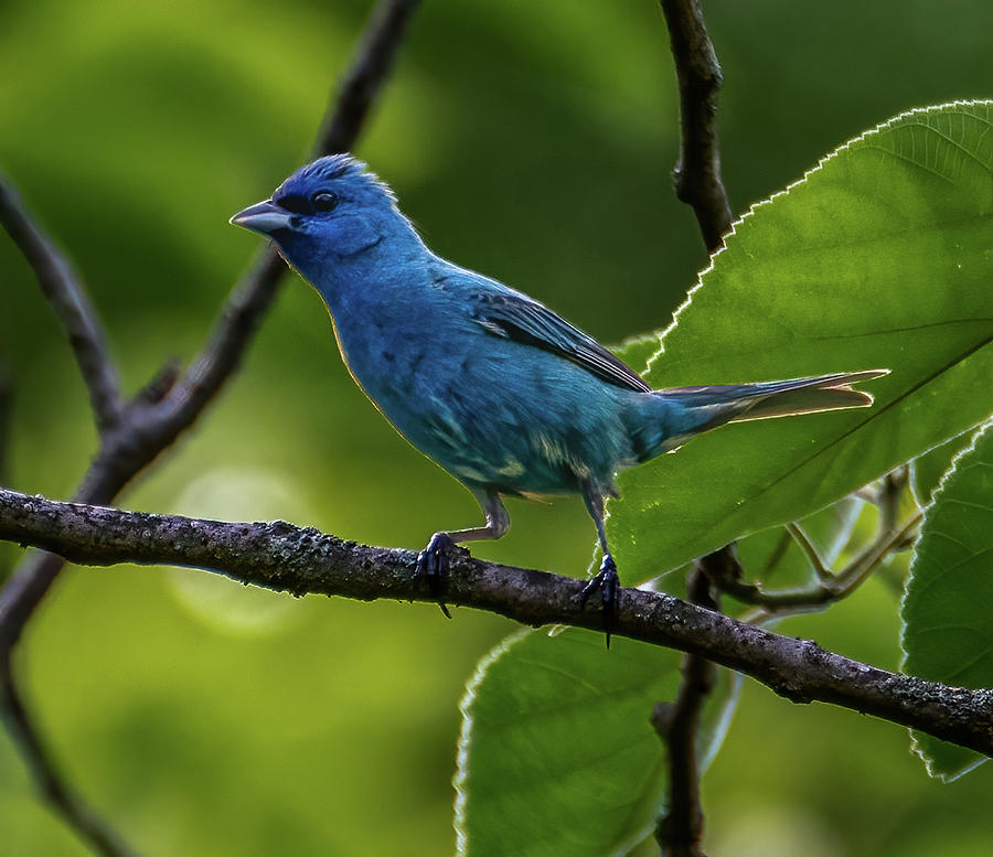 Song of the Indigo Bunting Photograph by Brian Shoemaker