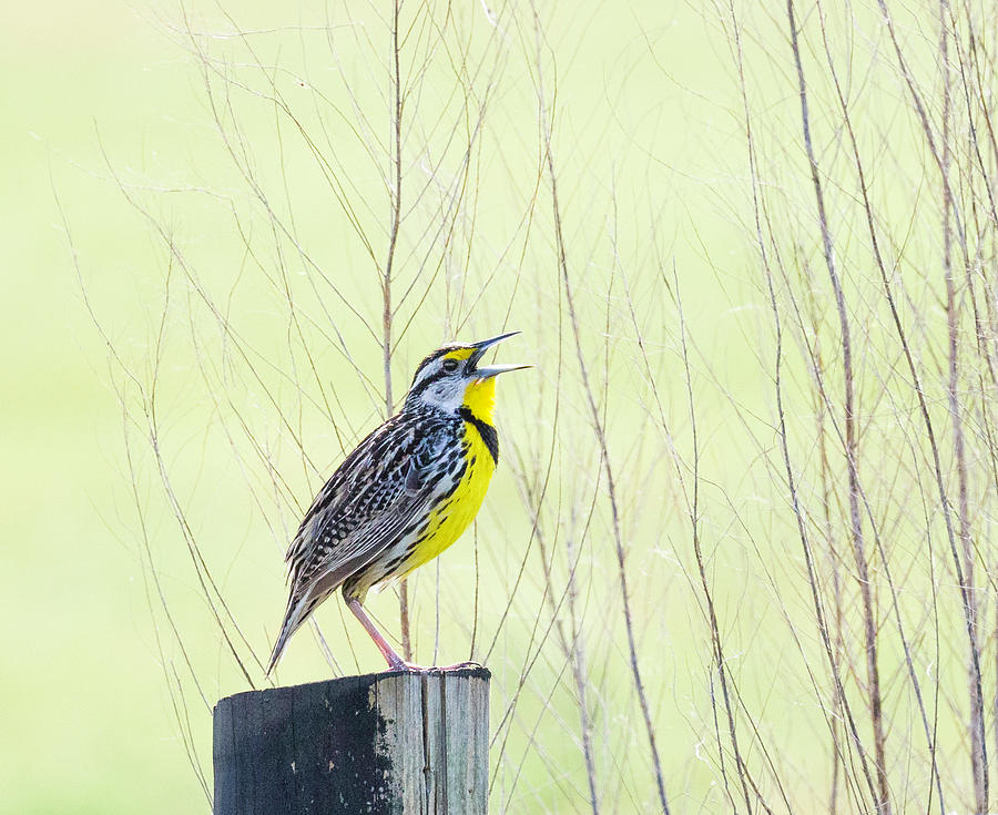 Song of the Meadowlark Photograph by Fran Gallogly