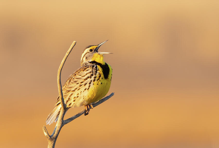 Song Of The Meadowlark Photograph by Kent Keller