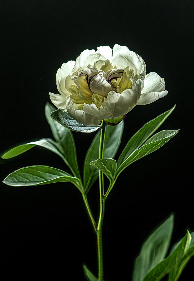 Song of the Peony Photograph by Maggie Terlecki