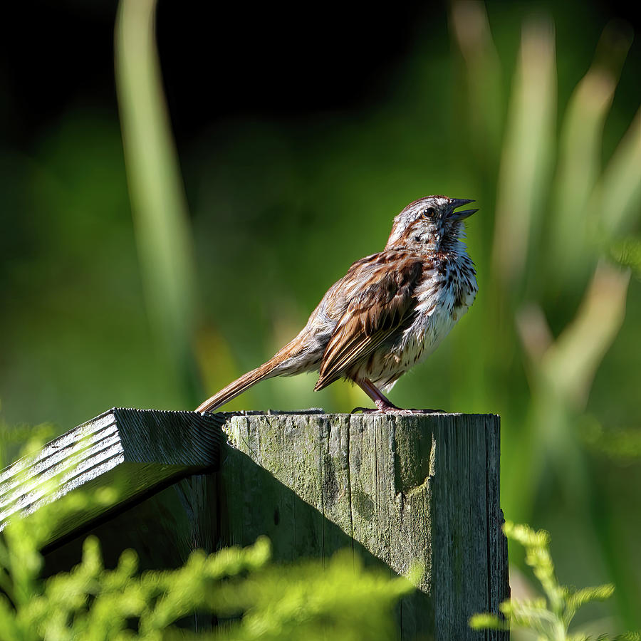 Song Sparrow 2 Photograph by Flinn Hackett