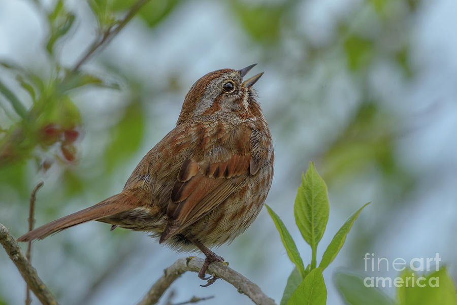 Spring Photograph - Song Sparrow Announces Springtime by Nancy Gleason