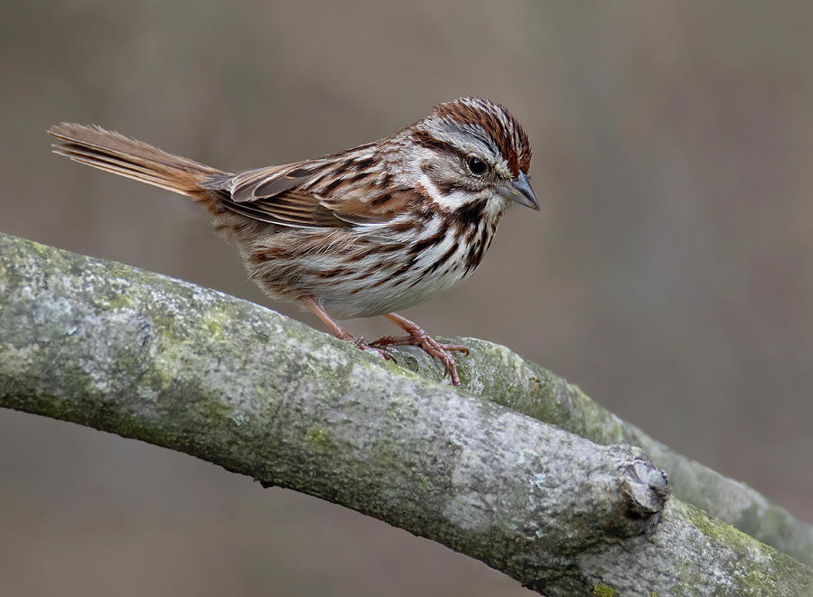 Song Sparrow Photograph by Art Cole