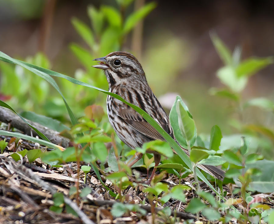 Song Sparrow - Backyard Birding Photograph by Kerri Farley