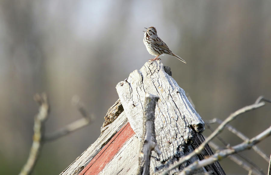 Song Sparrow Photograph by Brook Burling