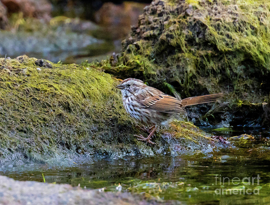 Song Sparrow By The Water Photograph