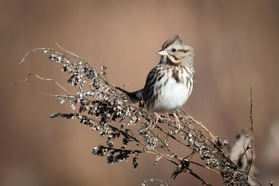 Song Sparrow Closeup Photograph by James Barber