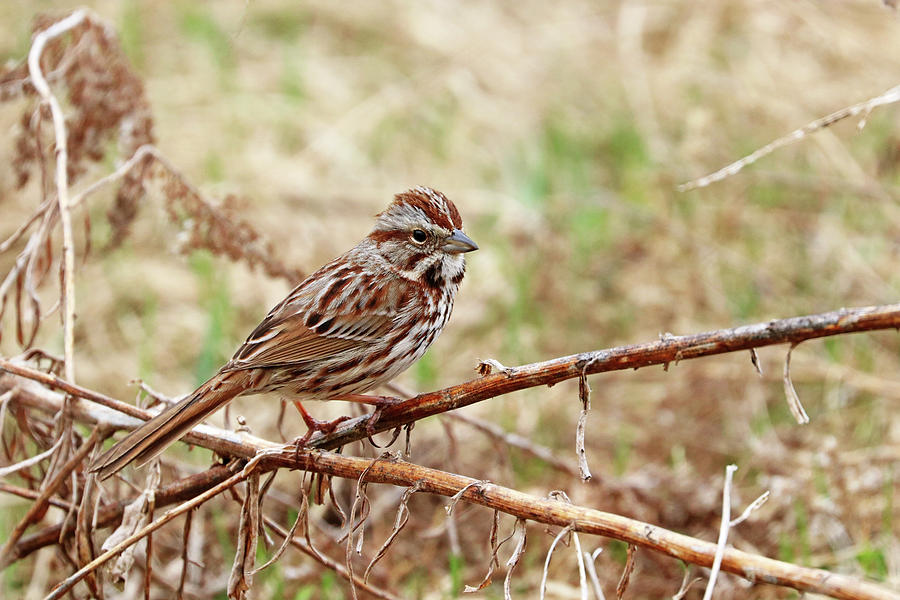 Sparrow Photograph - Song Sparrow by Debbie Oppermann