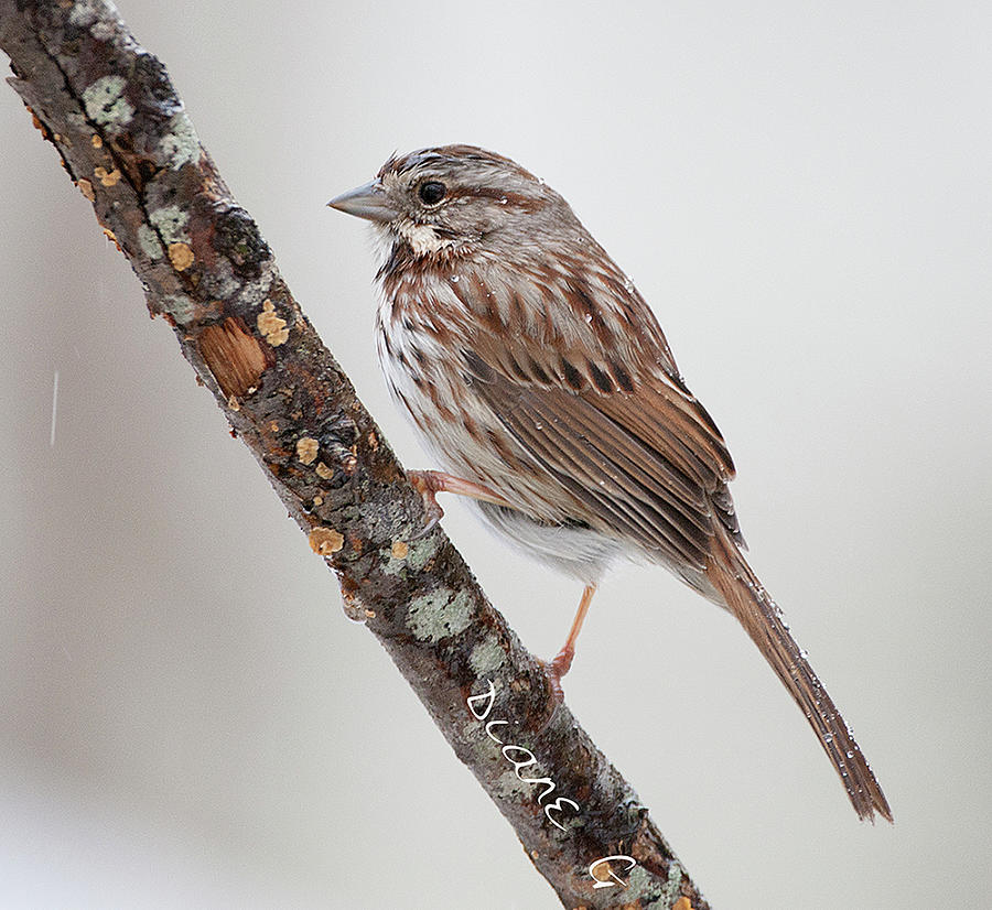 Song Sparrow. Photograph by Diane Giurco