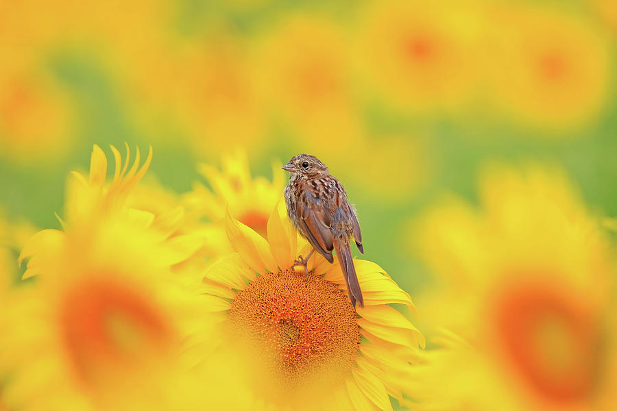 Song Sparrow in a Sunflower Field Photograph by Shixing Wen