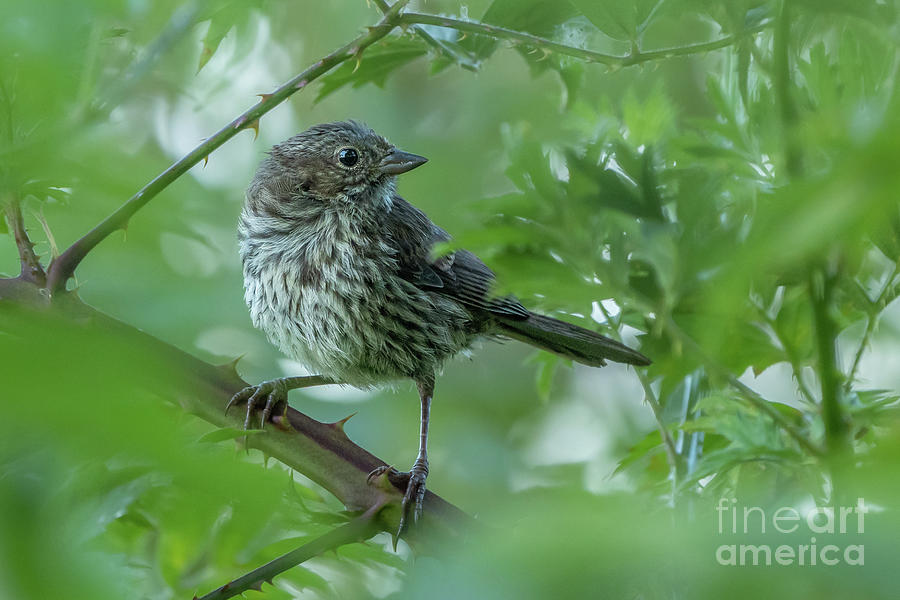 Song Sparrow in Blackberry Vines Photograph by Nancy Gleason