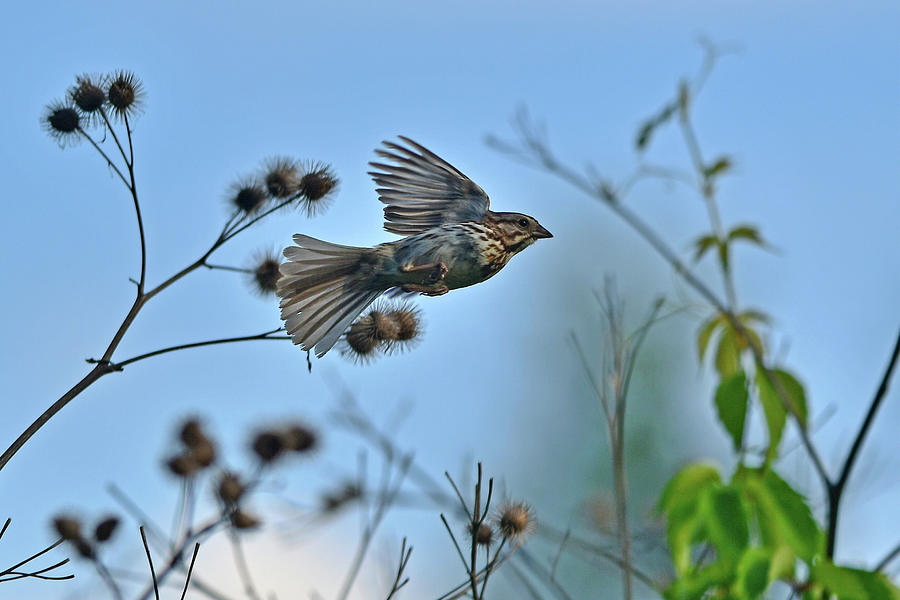 sparrow in flight