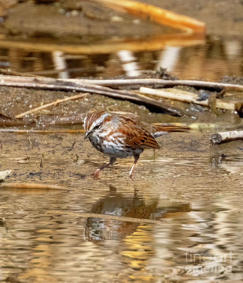 Song Sparrow in Golden Water Photograph by Steven Krull