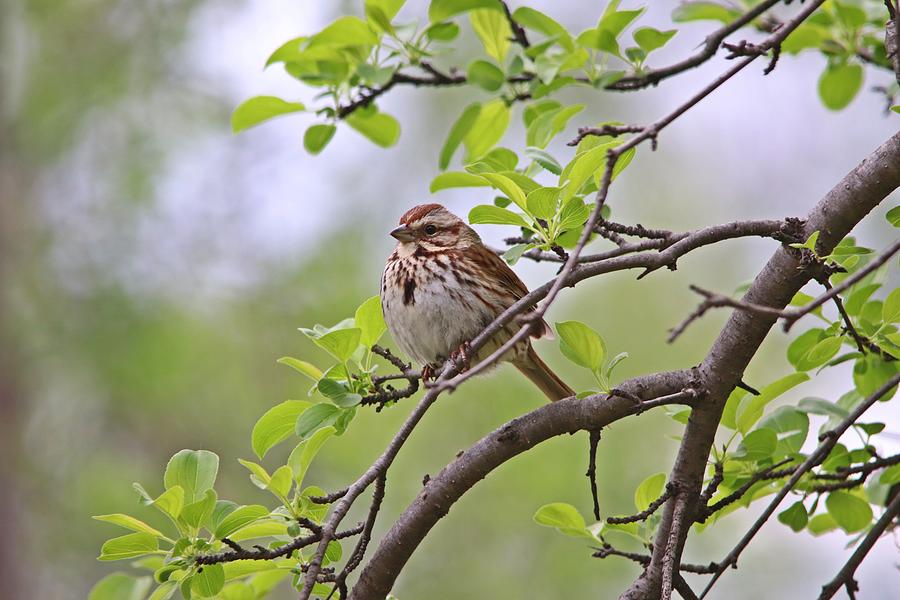 Song Sparrow in Spring Photograph by Marlin and Laura Hum