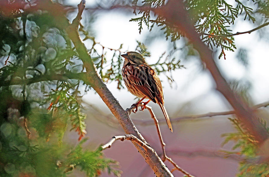 Song Sparrow In The Cedar Photograph by Debbie Oppermann