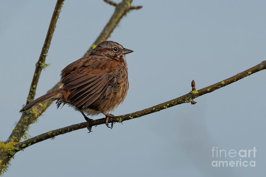 Song Sparrow in Wetland Photograph by Nancy Gleason