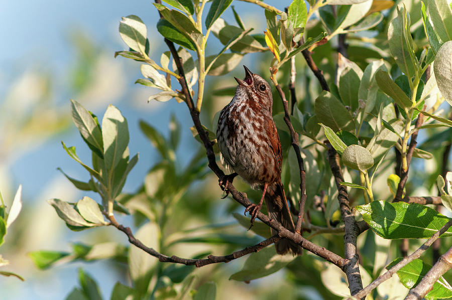 Song Sparrow in Willow Tree Photograph by Robert Potts