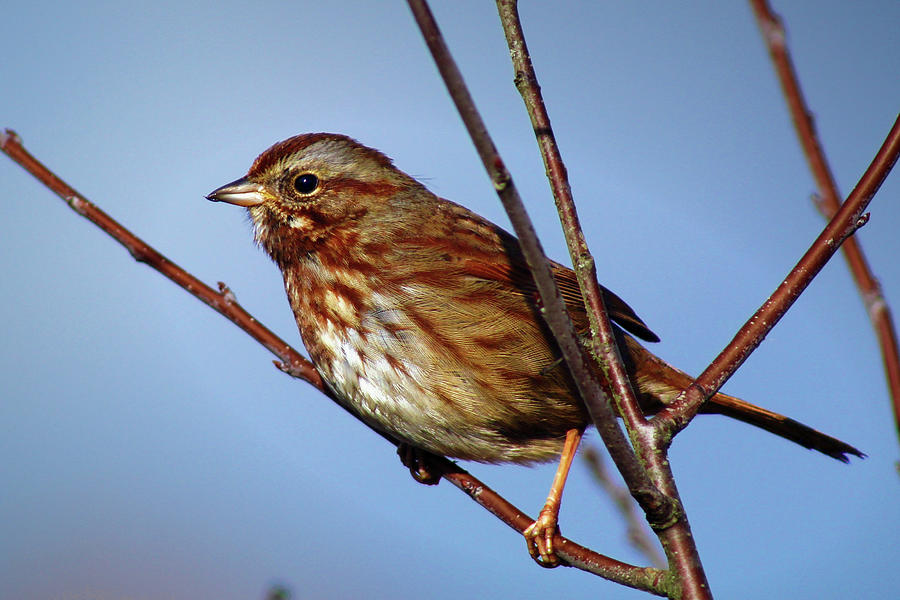 Song Sparrow Photograph by Jason Judd