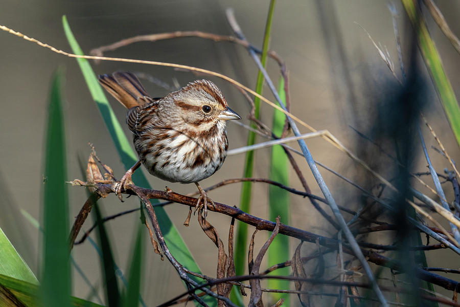 Song Sparrow Photograph by Jim Miller