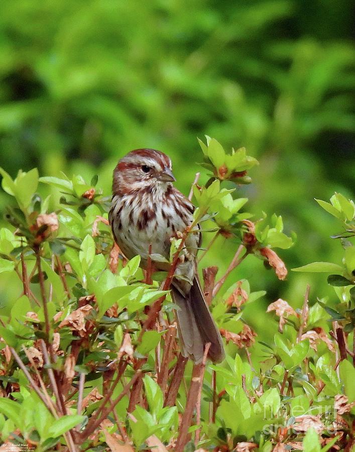 Song Sparrow16 Photograph by Lizi Beard-Ward