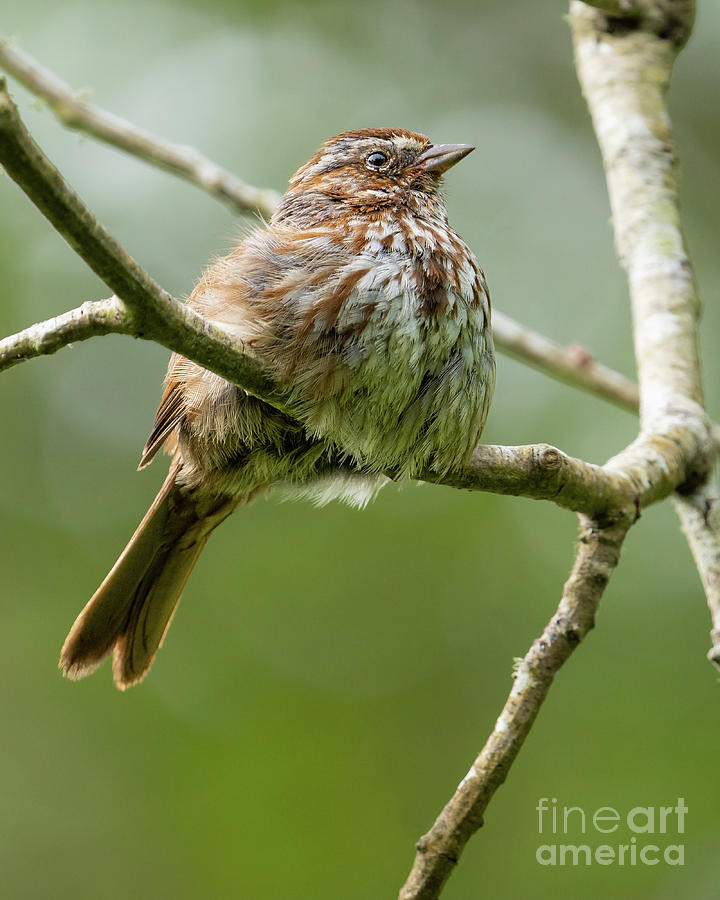 Song Sparrow Looks Out Photograph by Nancy Gleason