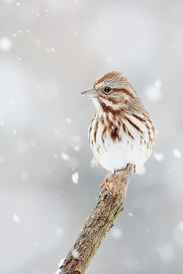 Winter Photograph - Song Sparrow by Mango Art