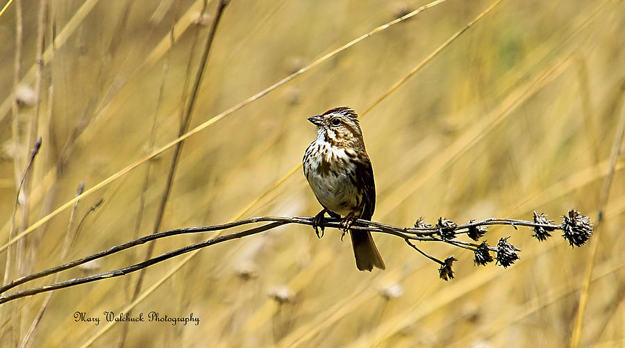 Song Sparrow Photograph by Mary Walchuck