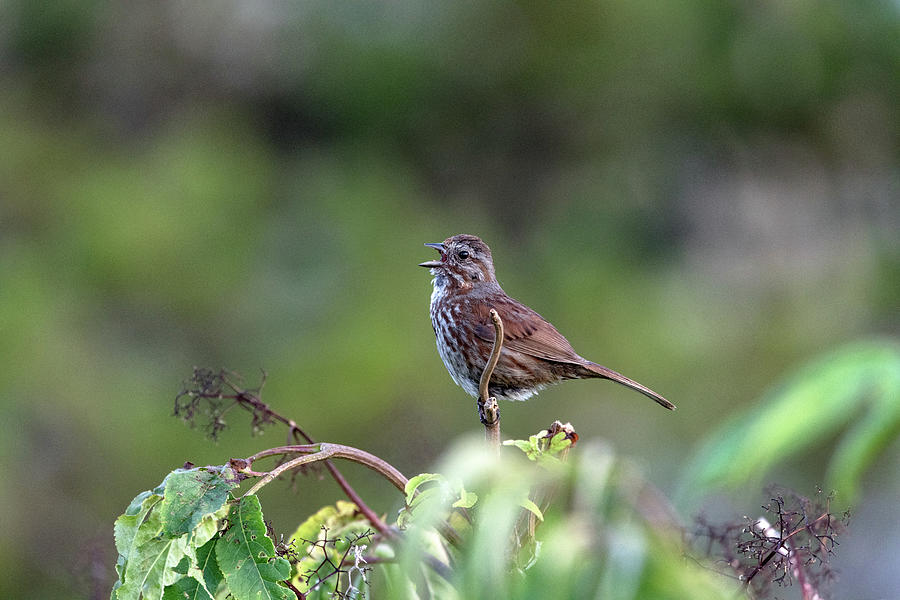 Song Sparrow - Melospiza melodia - Singing at Blackie Spit Photograph by Michael Russell