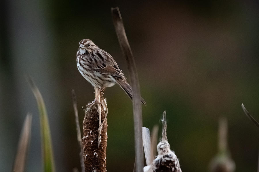 Song Sparrow on Reed 2 Photograph by Evan Foster
