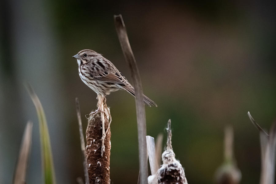 Song Sparrow on Reed  Photograph by Evan Foster