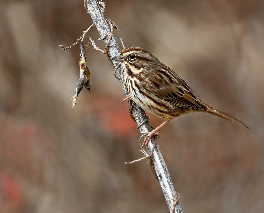 Song Sparrow Perch Photograph by Art Cole