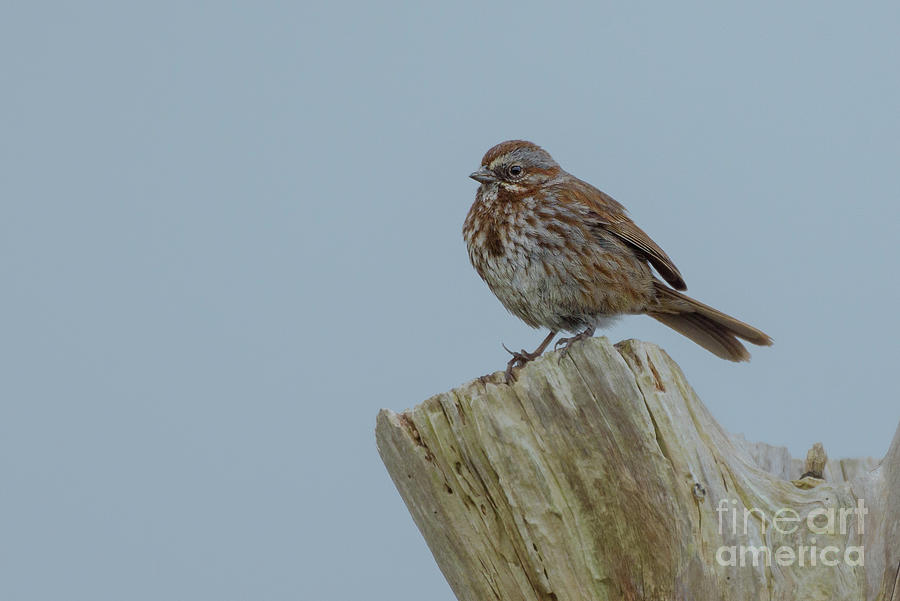 Spring Photograph - Song Sparrow Perched on Driftwood by Nancy Gleason