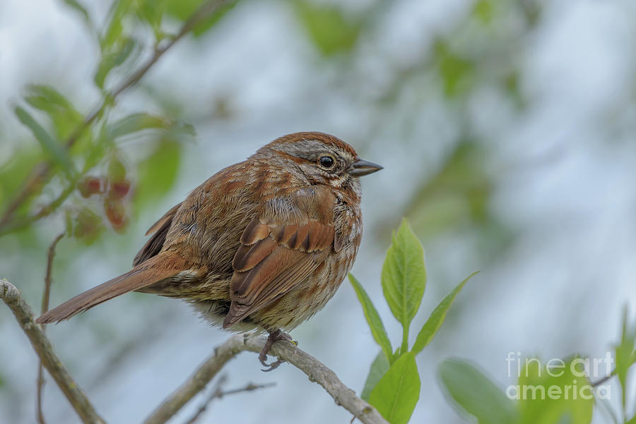 Song Sparrow Perched with Spring Foliage Photograph by Nancy Gleason