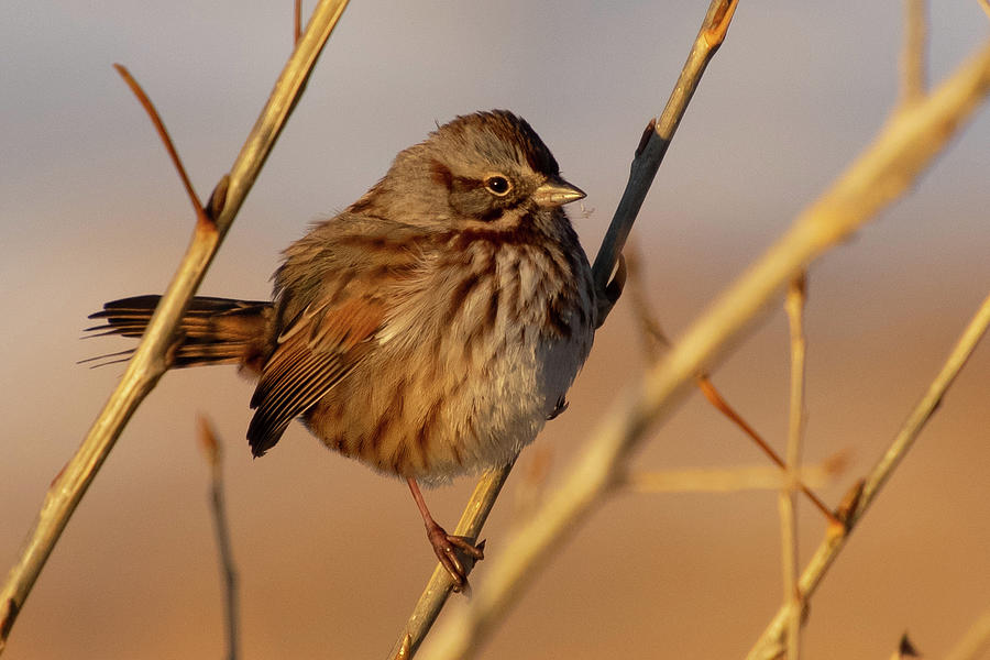 Song Sparrow Portrait Photograph by Cascade Colors