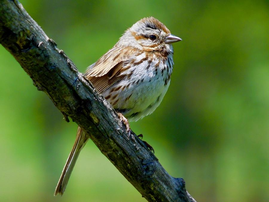 Song Sparrow Portrait Photograph by Dan Miller