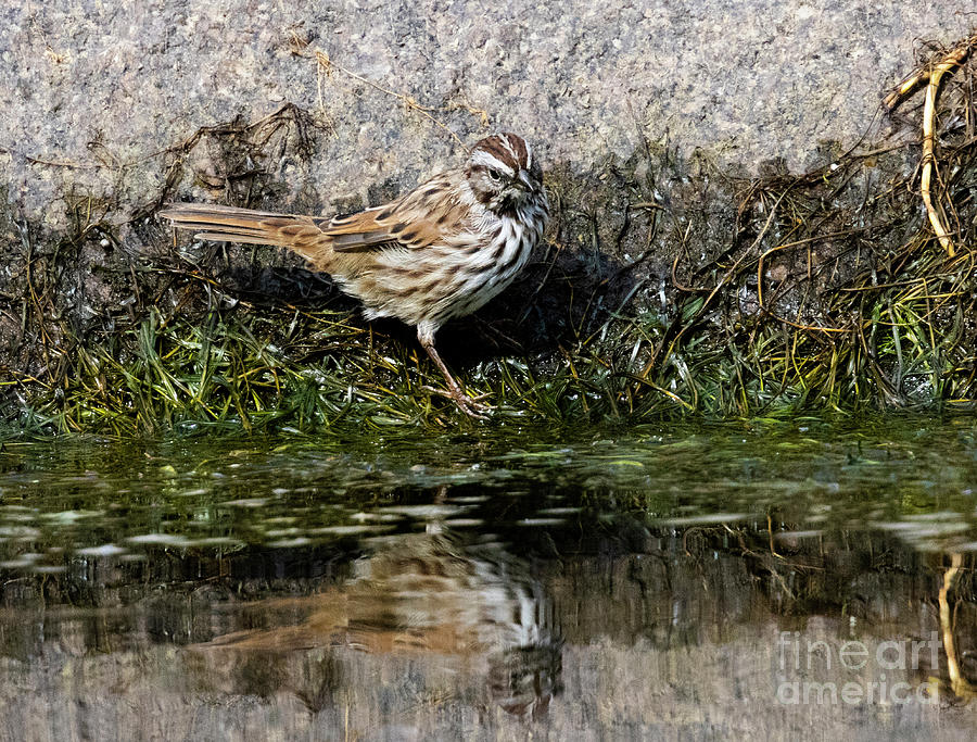 Song Sparrow Reflection Photograph by Steven Krull