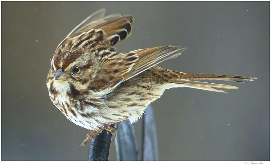 Song Sparrow Ruffles its Wings Photograph by A Macarthur Gurmankin