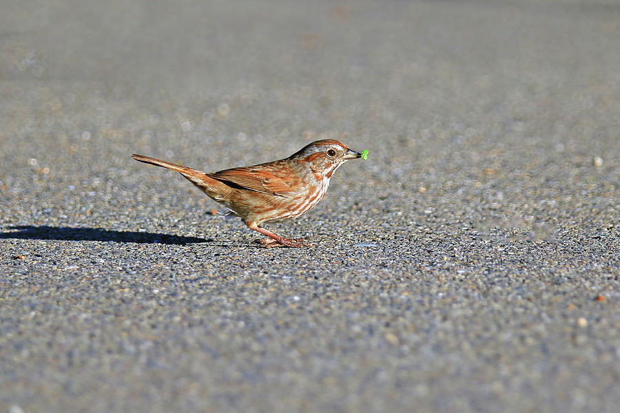 Song Sparrow Photograph by Shixing Wen