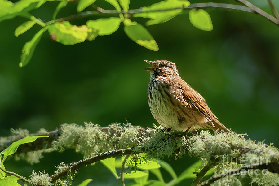 Spring Photograph - Song Sparrow Singing by Nancy Gleason