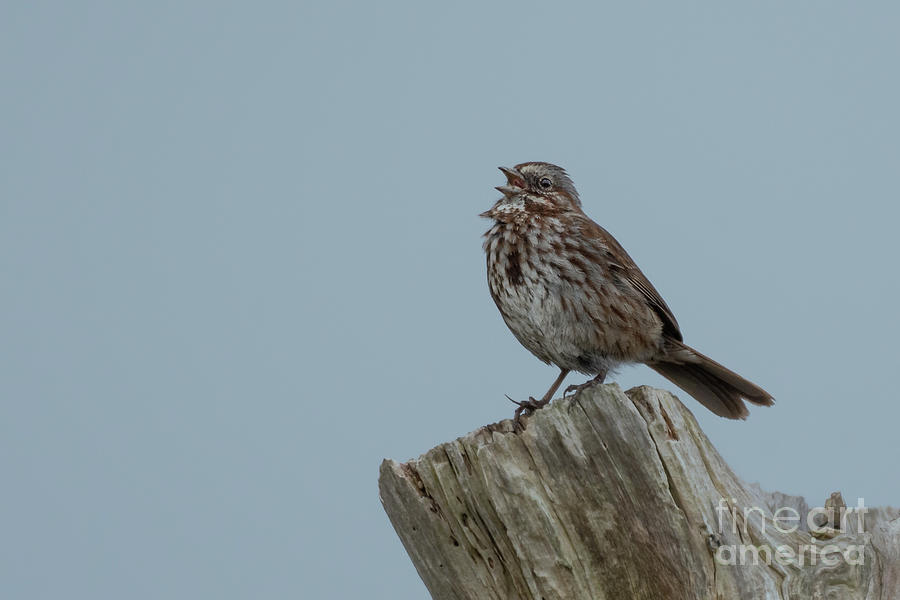 Spring Photograph - Song Sparrow Sings from Driftwood Perch by Nancy Gleason